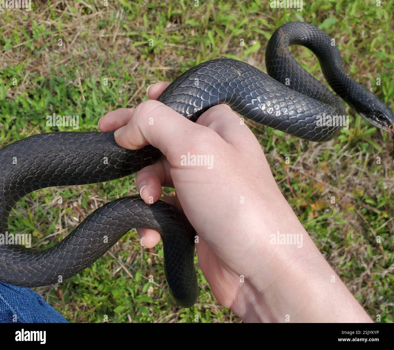 North American Racer (Coluber constrictor), Reptilia, Lake Alice ...