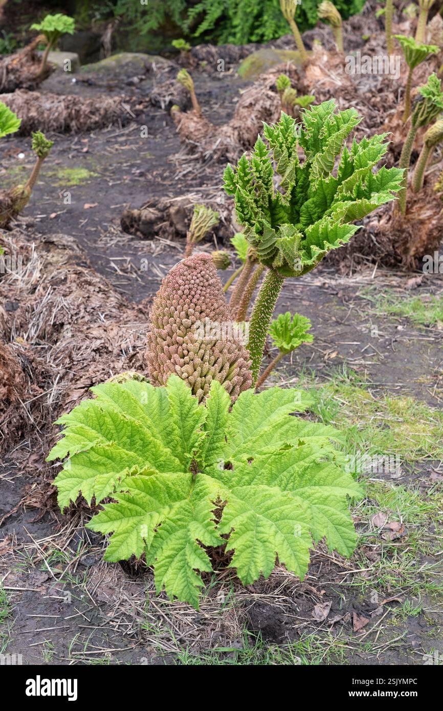 Nalca plant hi-res stock photography and images - Alamy
