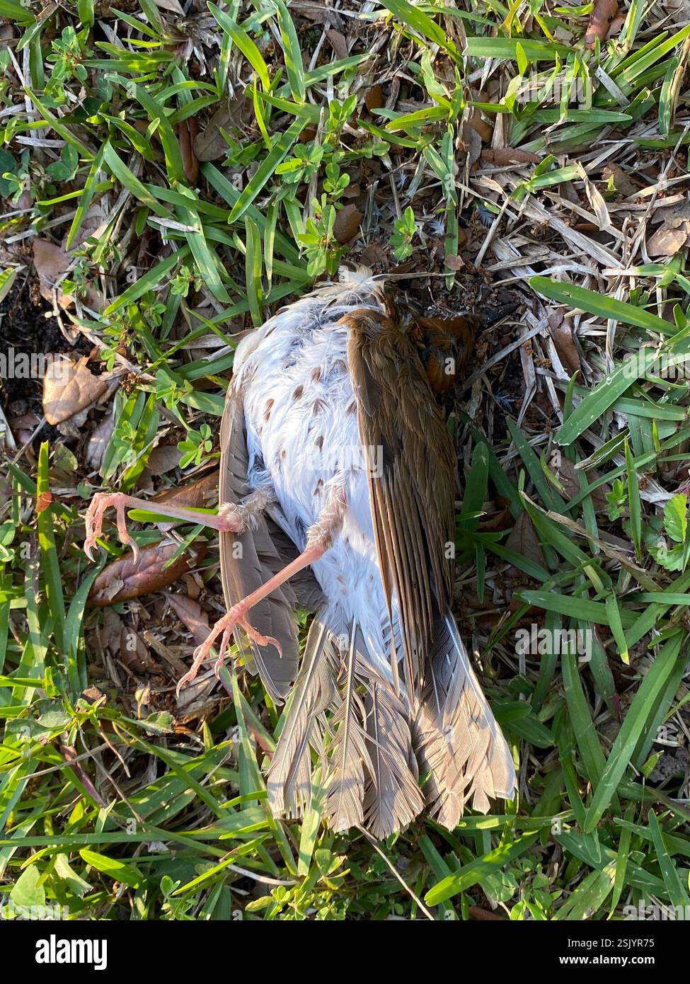 Wood Thrush (Hylocichla mustelina), Aves, Lasalle Ave, Baton Rouge, LA ...