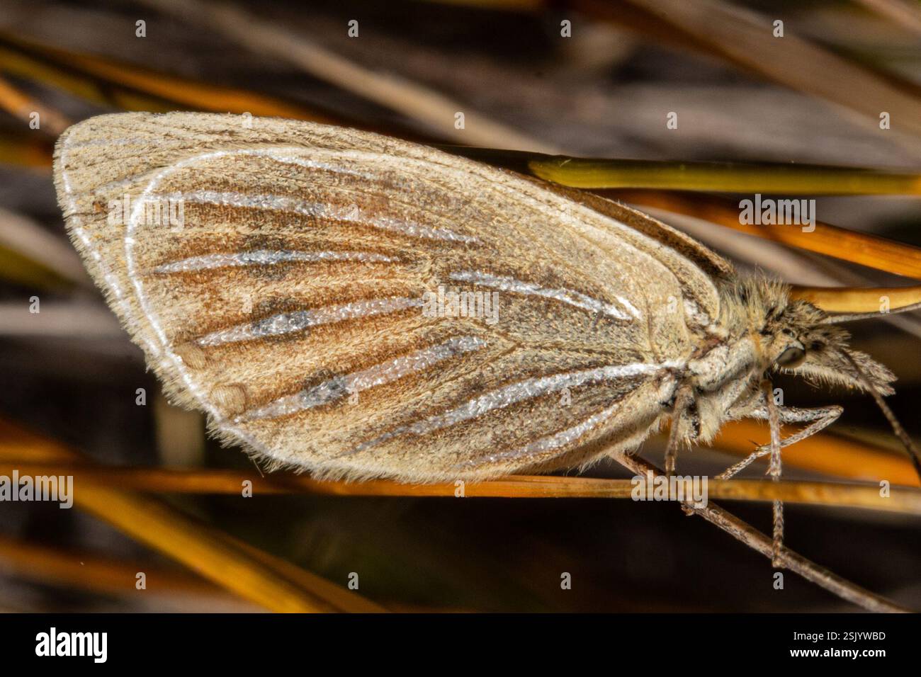 Common butterfly lizards hi-res stock photography and images - Alamy