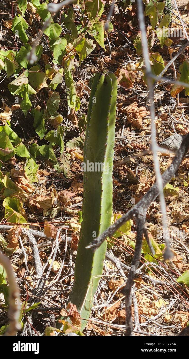 senita cactus (Lophocereus schottii), Plantae, Loreto, MX-BS, MX Stock ...