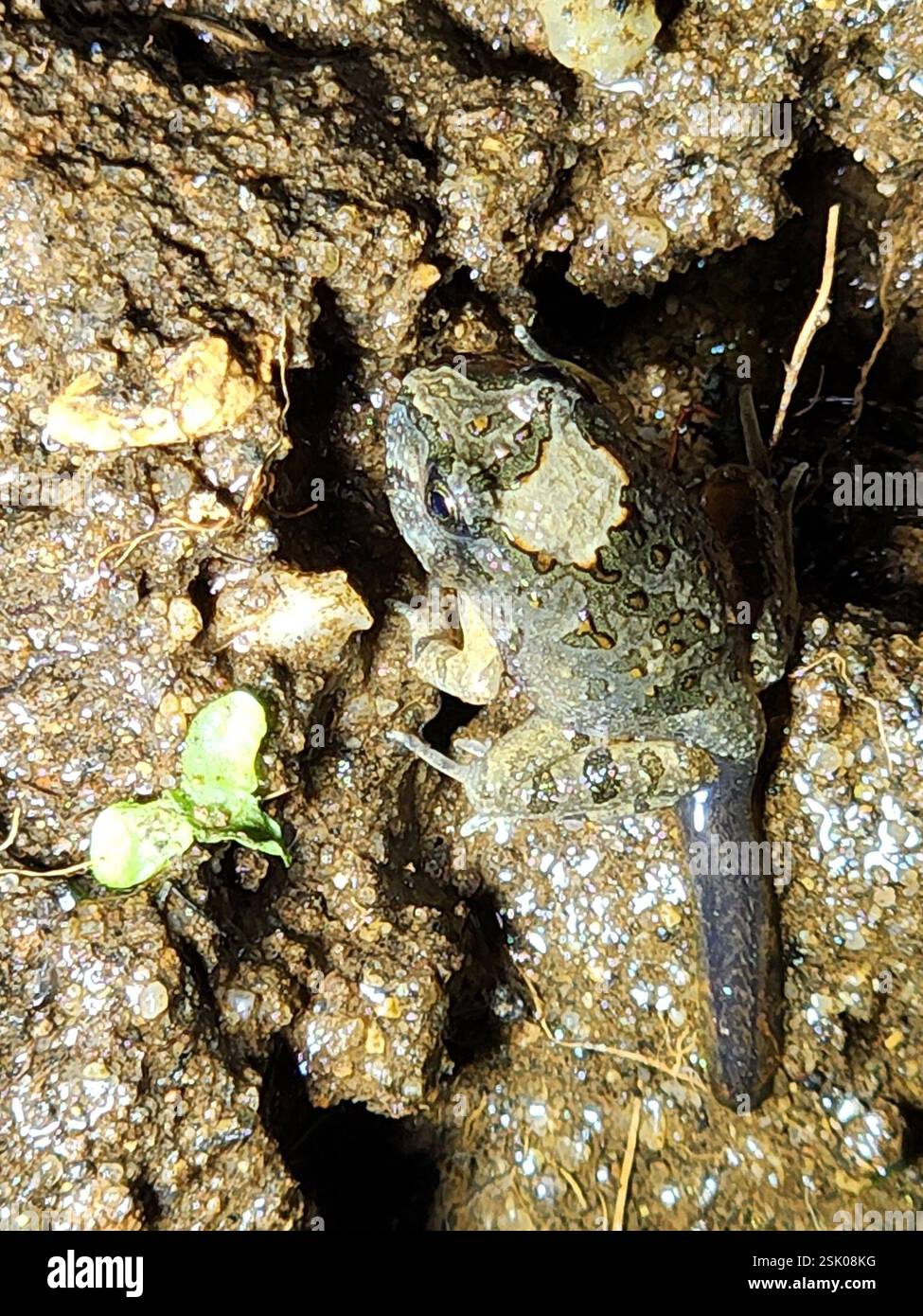 Ornate Burrowing Frog (Platyplectrum ornatum), Amphibia, Bouldercombe ...
