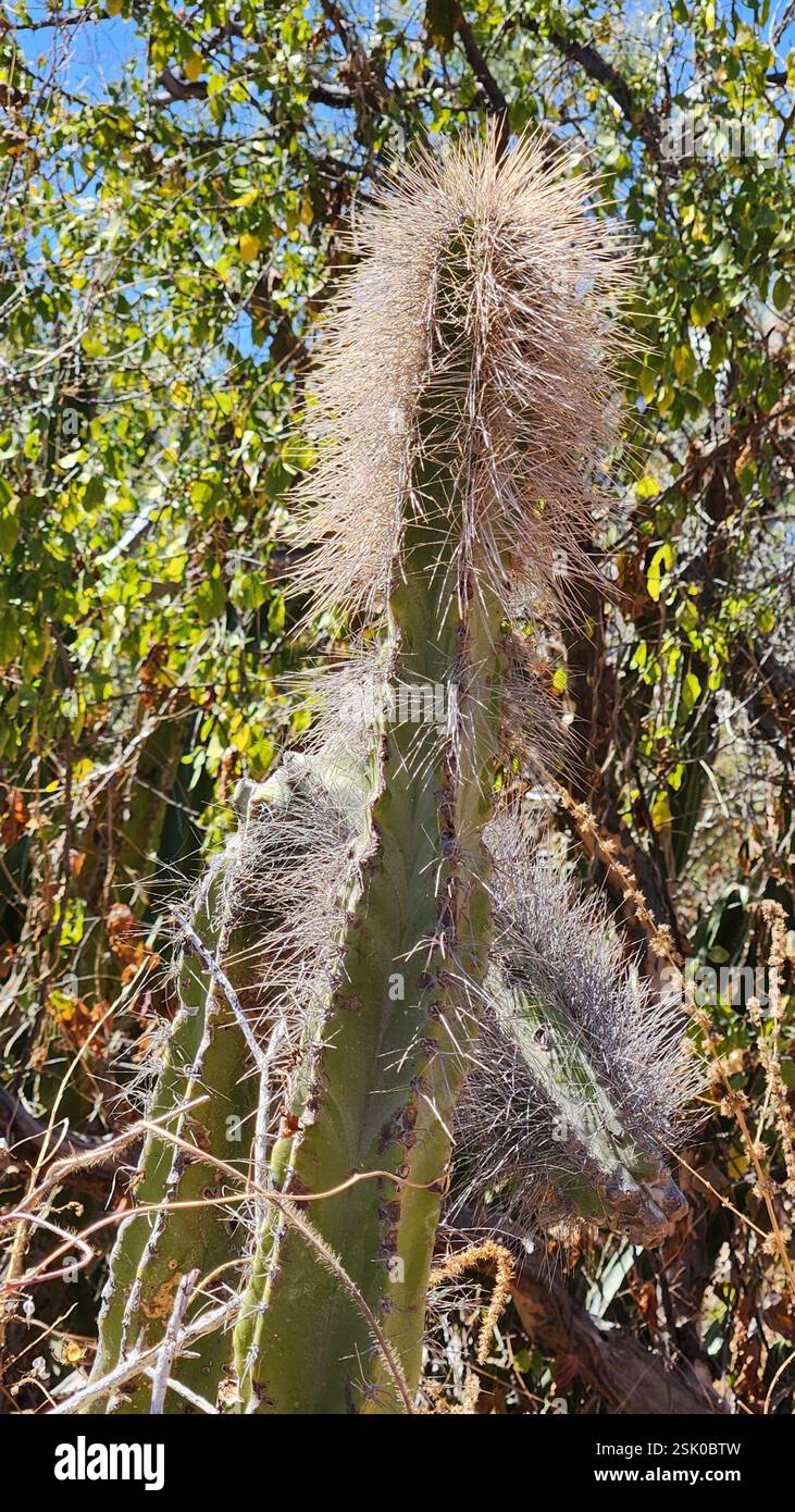 senita cactus (Lophocereus schottii), Plantae, Loreto, MX-BS, MX Stock ...