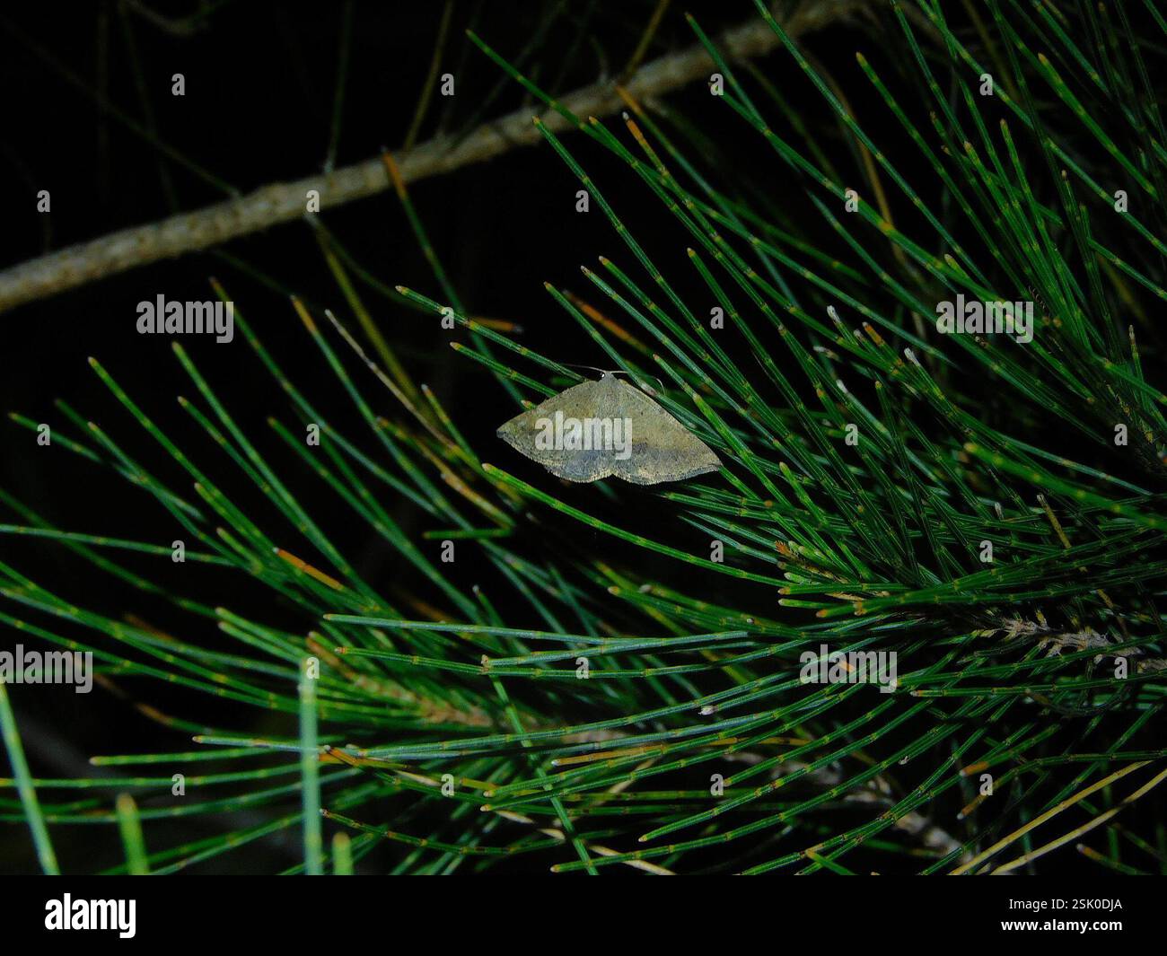 Geometer Insect Geometer Moths (Geometridae), Insecta, Hobart TAS, Australia Stock ...