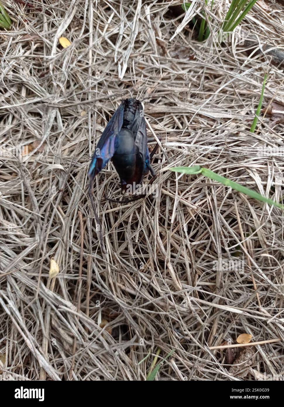 Tarantula-hawk Wasps and Allies (Pepsini), Insecta, Chuo cha Ualimu ...