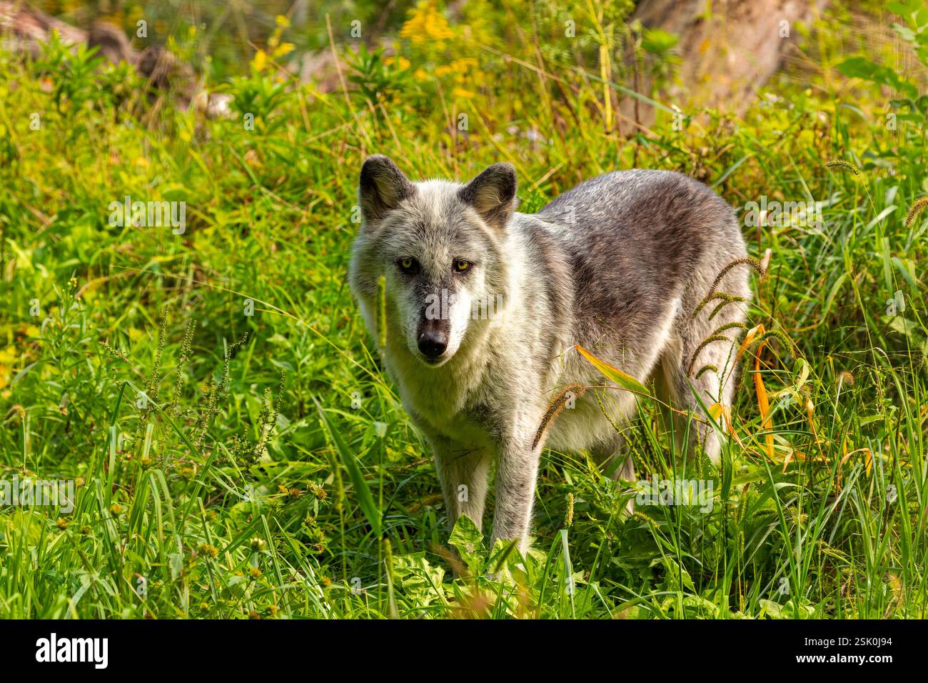 Grey wolf (Canis lupus) also known in north america as Timber wolf ...