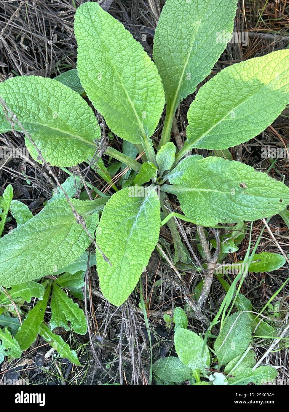 purple foxglove (Digitalis purpurea), Plantae, Te Waipounamu/South ...
