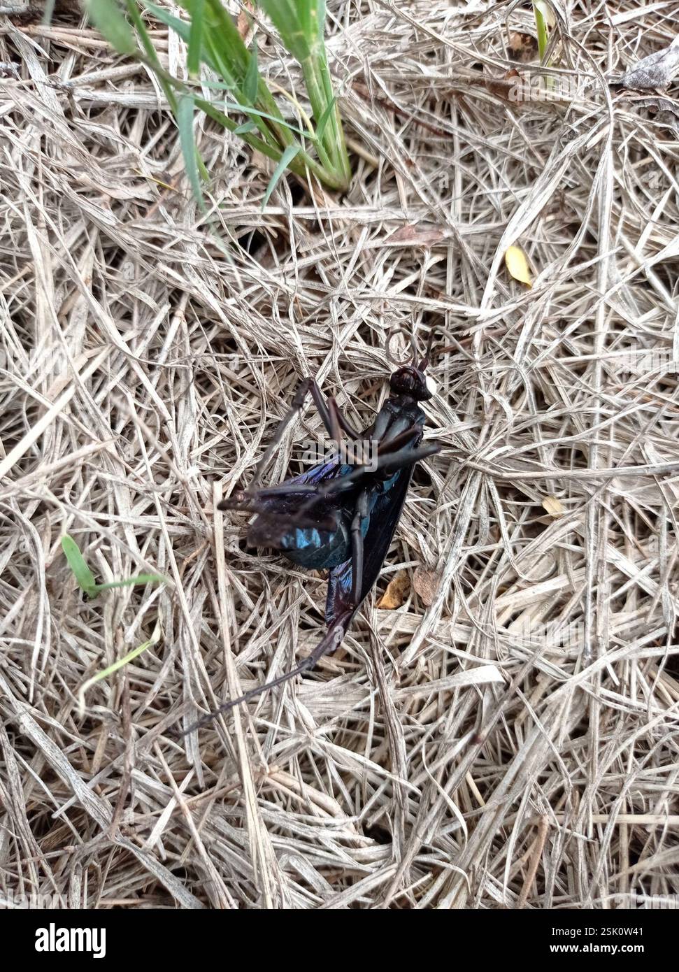 Tarantula-hawk Wasps and Allies (Pepsini), Insecta, Chuo cha Ualimu ...