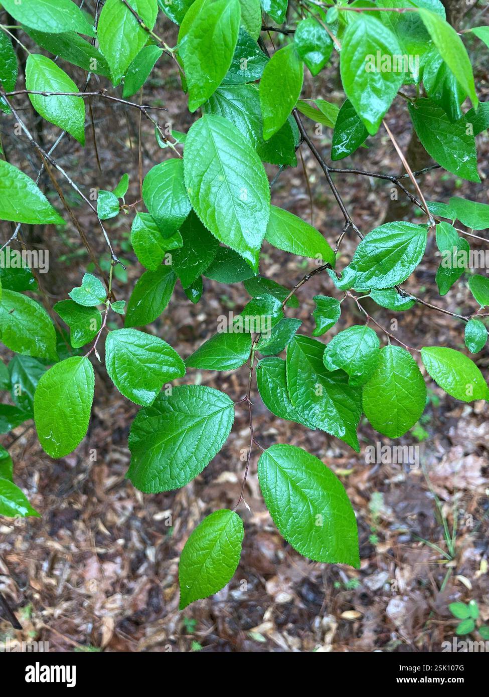 Hog Plum (Prunus umbellata), Plantae, US-61 S, Natchez, MS, US Stock ...