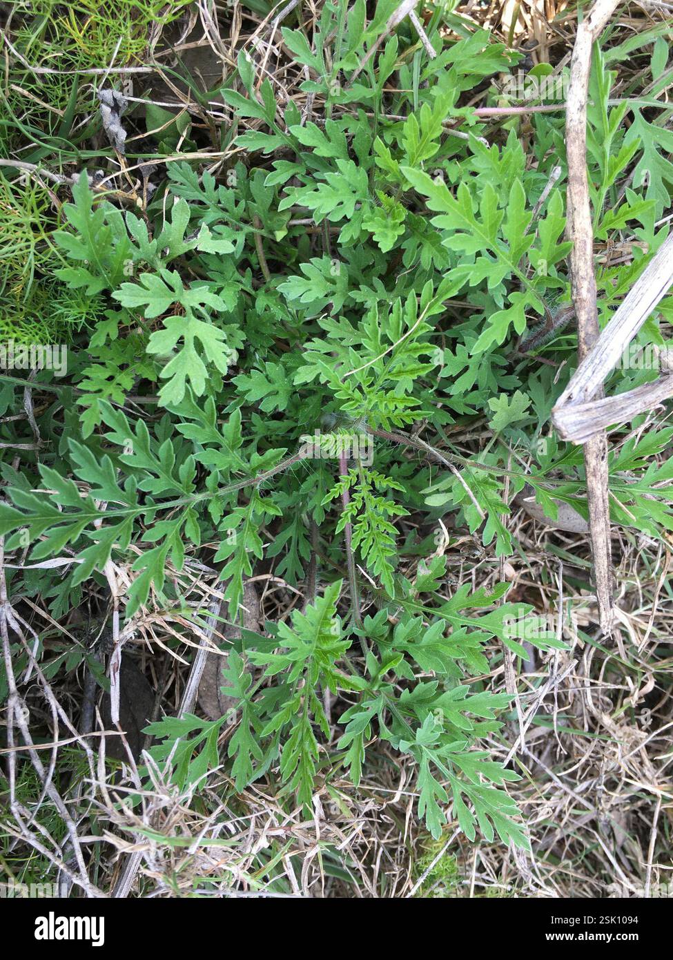 common ragweed (Ambrosia artemisiifolia), Plantae, Myakka City ...