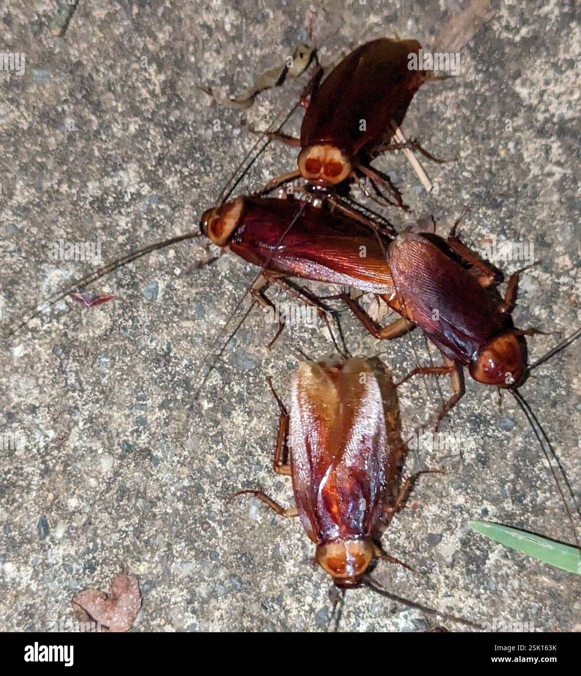American Cockroach (Periplaneta americana), Insecta, Colonia Forestal ...