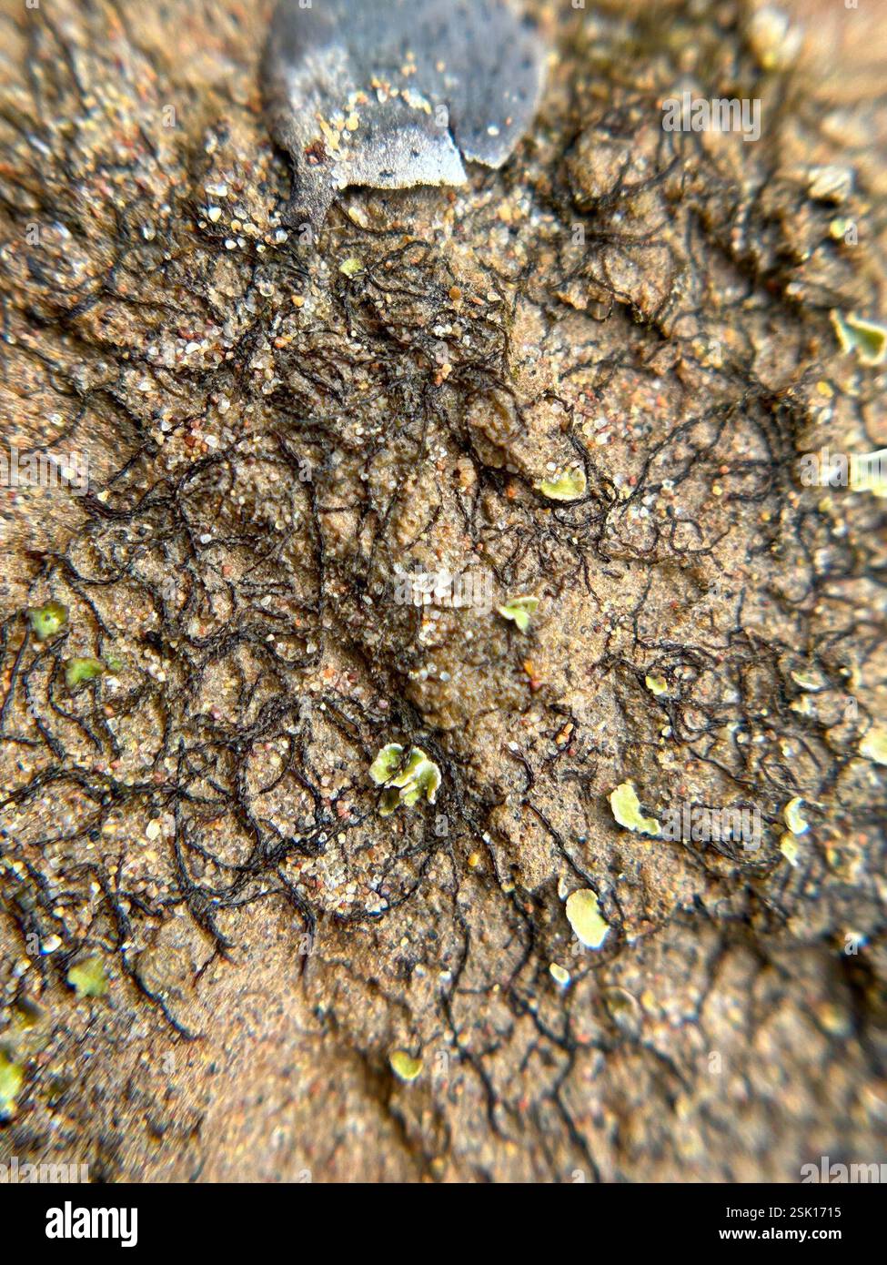 Thread Alage green algae (Chlorophyta), Plantae, Los Osos, CA, US, ?…tiny black ...