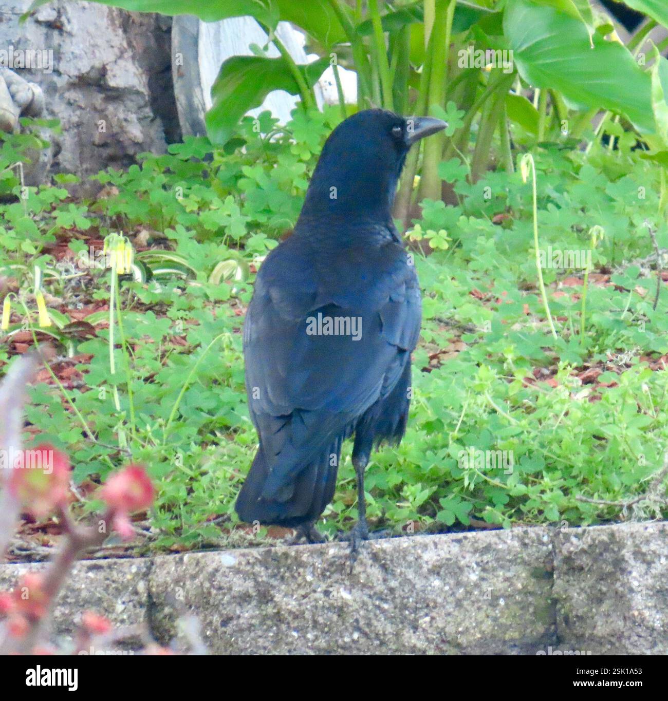 American Crow (Corvus brachyrhynchos), Aves, Jewell Ave, Pacific Grove ...