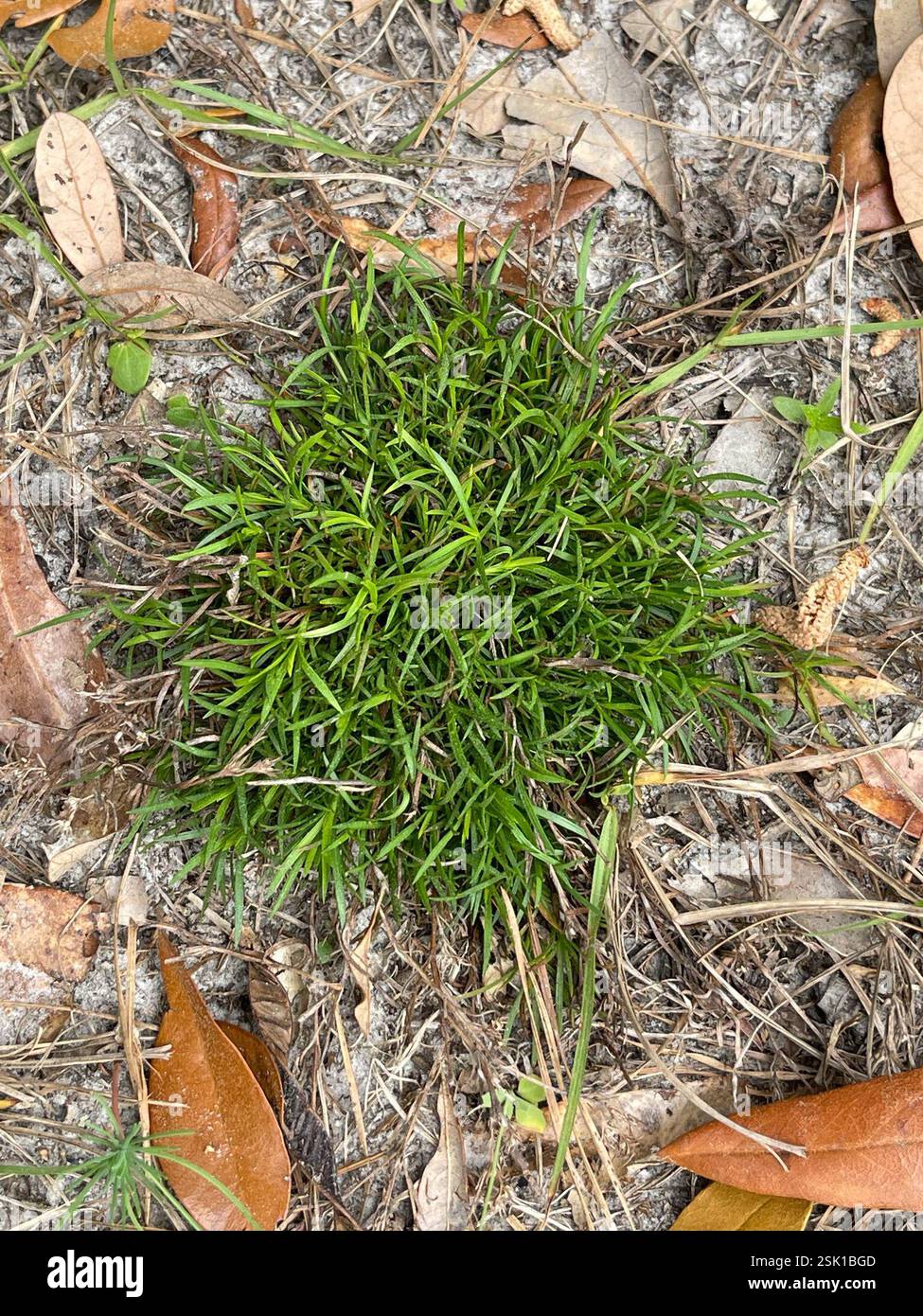 flowering plants (Angiospermae), Plantae, Baum Rd, Tallahassee, FL, US ...