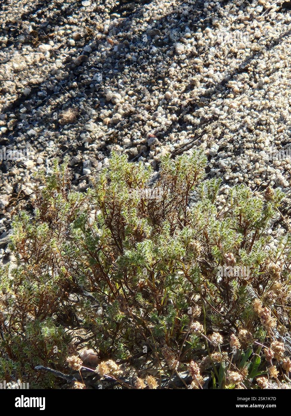 Guadalupe cryptantha (Cryptantha maritima), Plantae, Ensenada, MX-BN ...