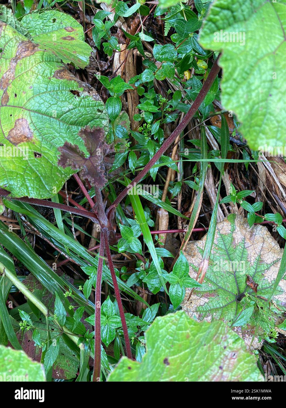 dicots (Magnoliopsida), Plantae, Luzon, Banaue, Ifugao, PH Stock Photo ...
