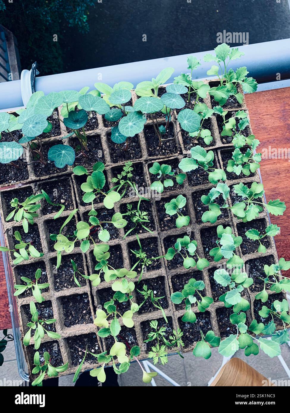 Life on a Hobby Farm - Smartphone Captured Stock Image