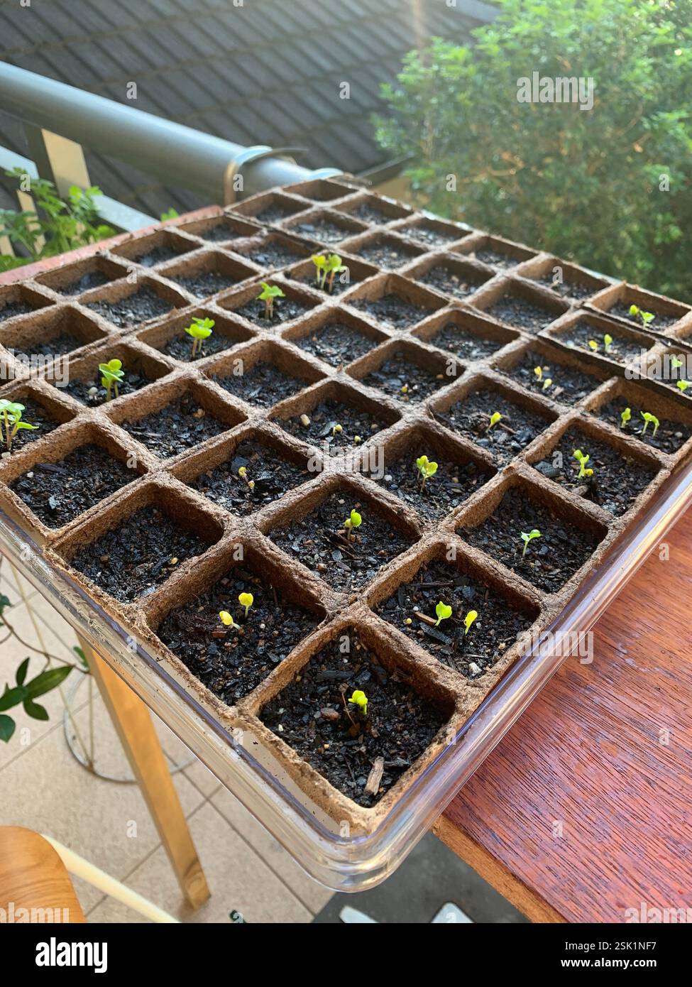 Life on a Hobby Farm - Smartphone Captured Stock Image