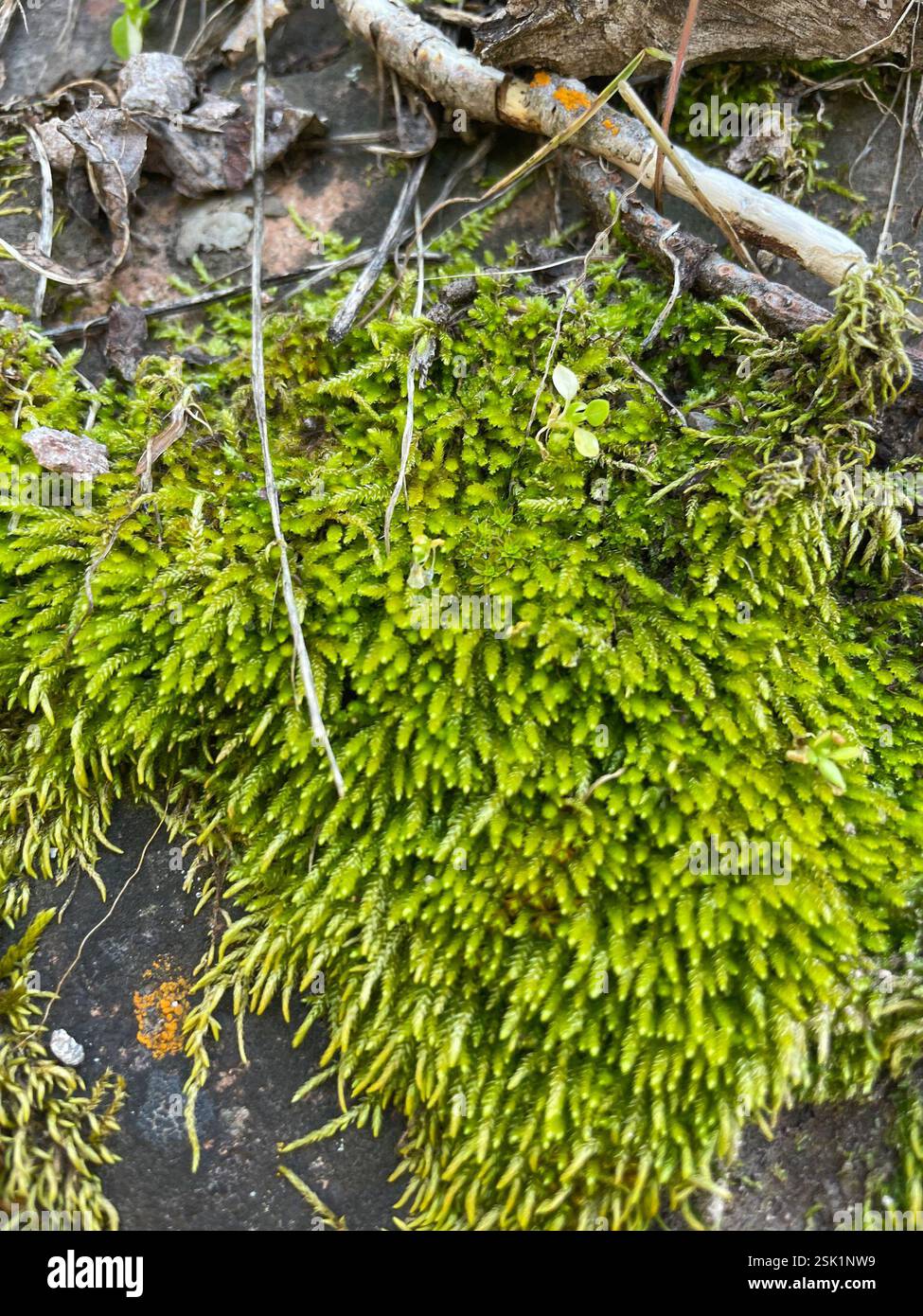 mosses (Bryophyta), Plantae, Pinnacles National Park, San Benito ...