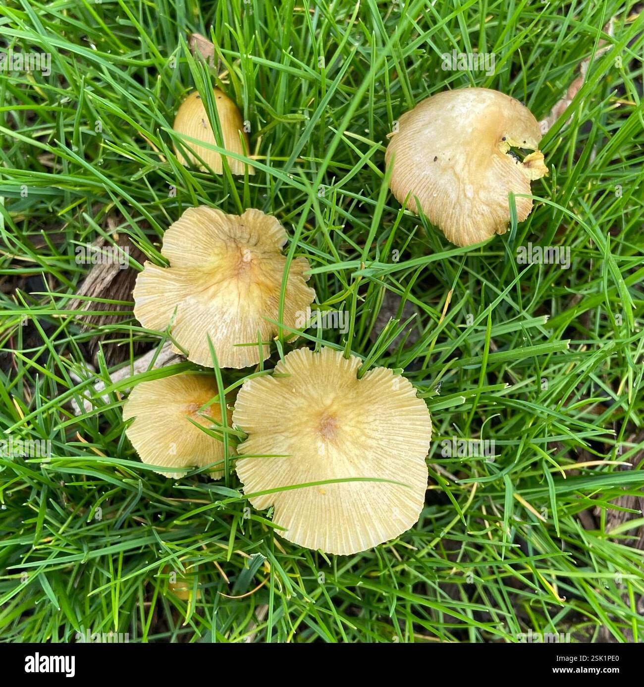 yellow fieldcap (Bolbitius titubans), Fungi, Central Park at Playa ...