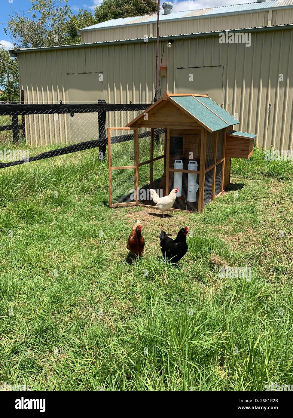 Life on a Hobby Farm - Smartphone Captured Stock Image