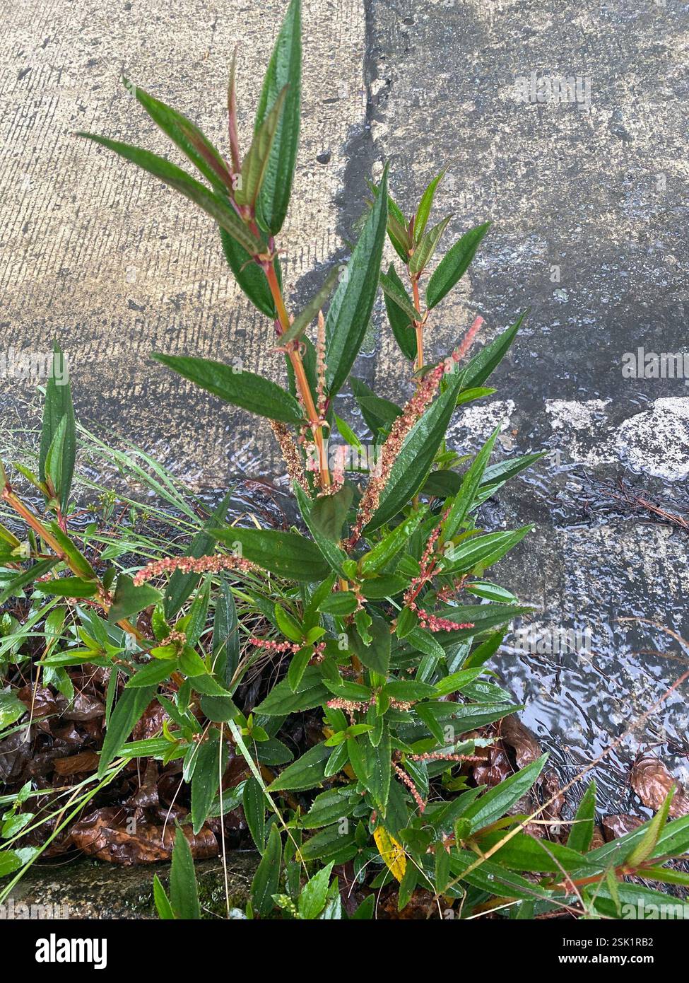 dicots (Magnoliopsida), Plantae, Luzon, Bontoc, Mountain Province, PH ...