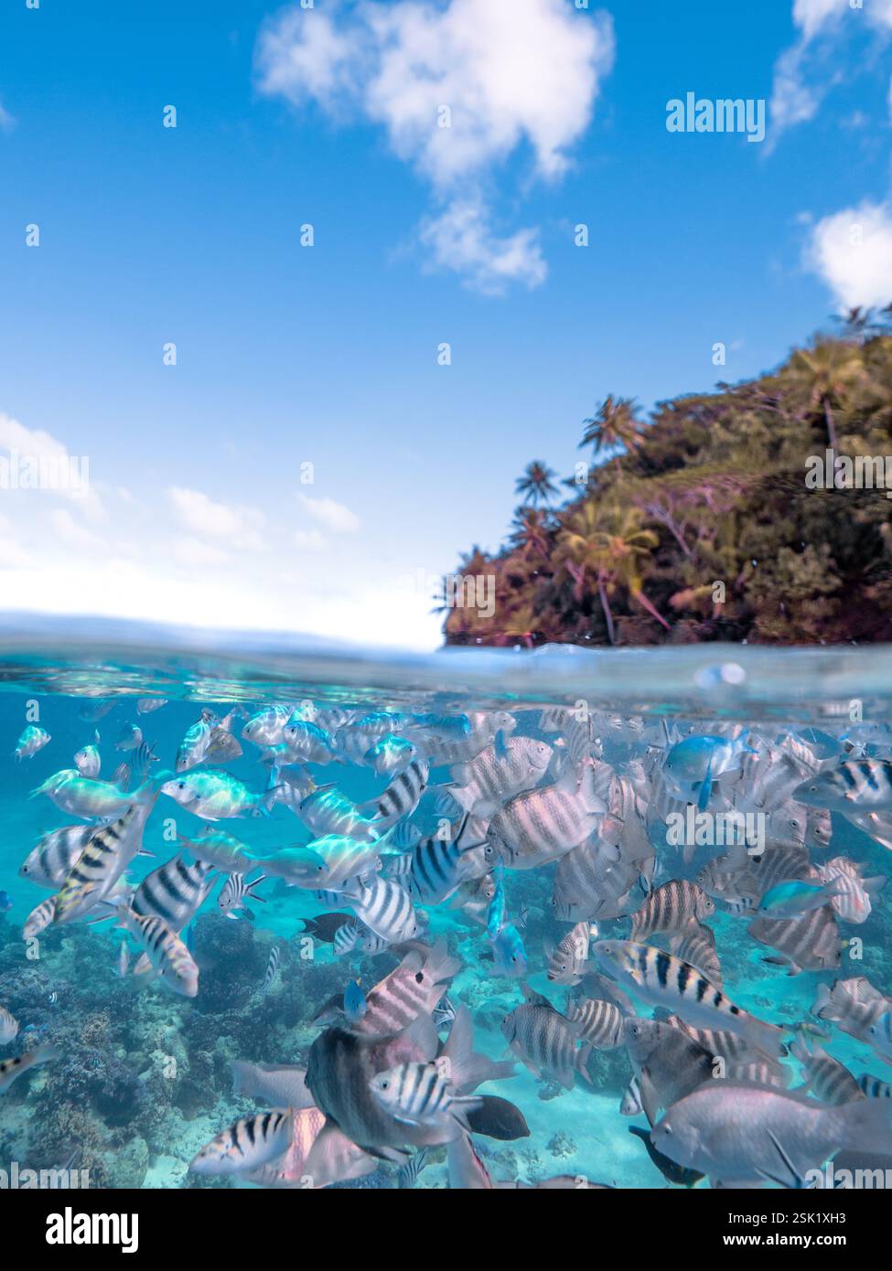 Huahine fish hi-res stock photography and images - Alamy
