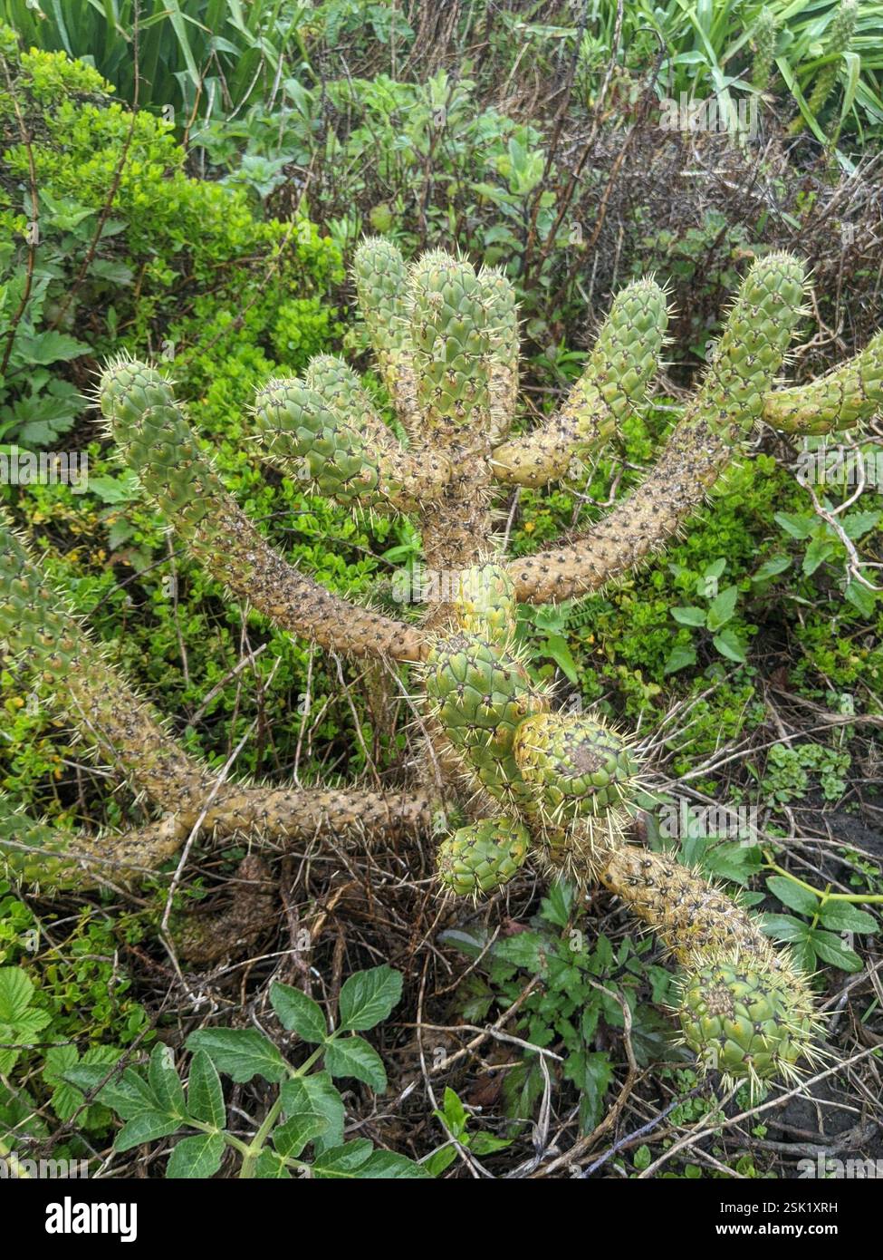 Austrocylindropuntia cylindrica | Rooted in Paradise Succulent Studio Austrocylindropuntia cylindrica | Rooted in Paradise Succulent Studio