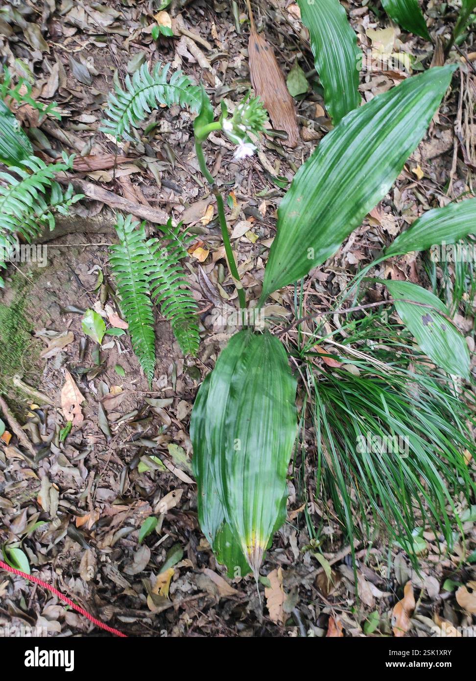 Christmas orchids (Calanthe), Plantae, Doddakombai Stock Photo - Alamy