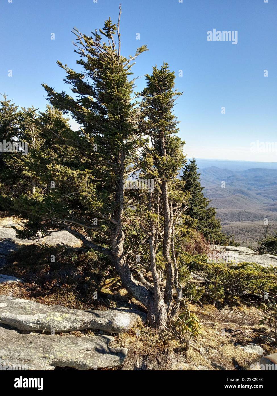 red spruce (Picea rubens), Plantae, North Carolina, US Stock Photo - Alamy