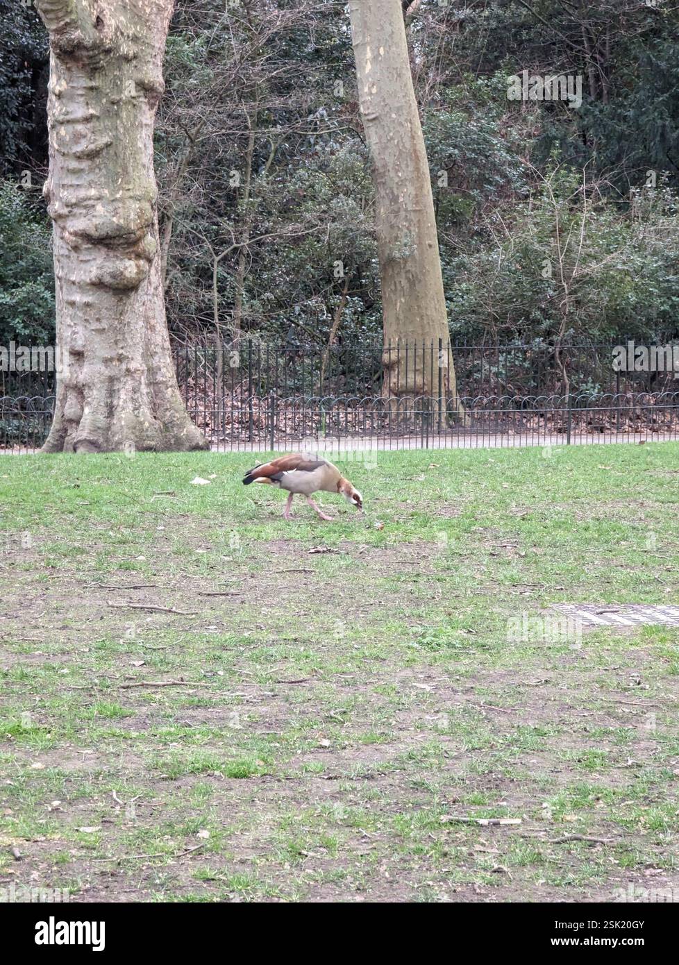 Egyptian Goose (Alopochen aegyptiaca), Aves, London SW1A 2BJ, UK Stock ...