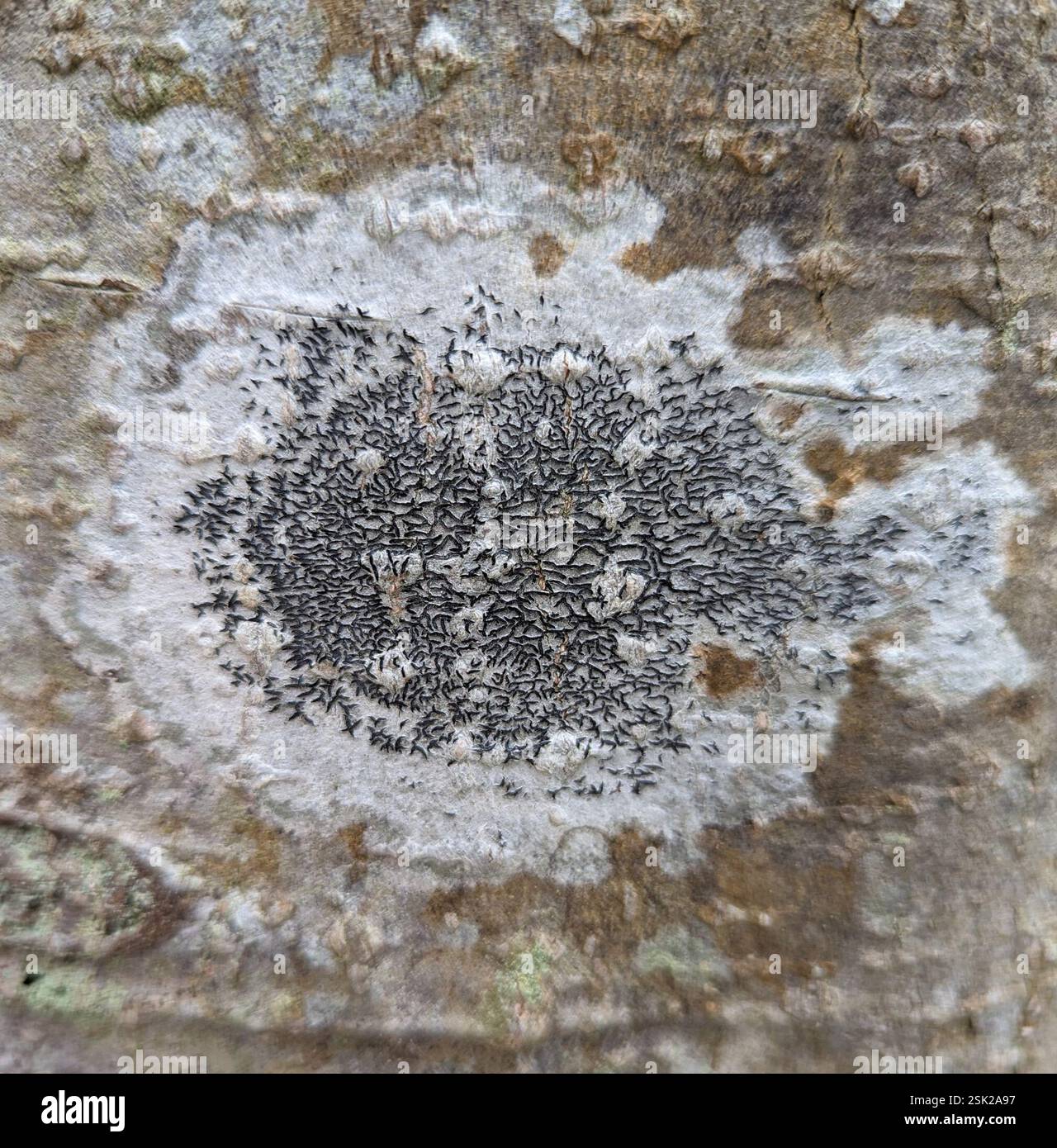 Script Lichen Common Script Lichen (Graphis scripta), Fungi, WB W 16 Ave @ Pacific ...