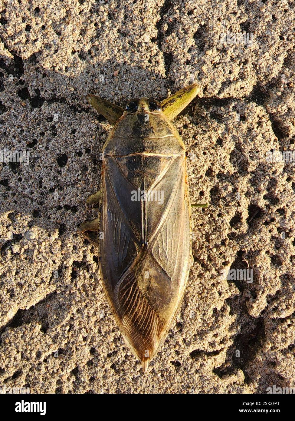 Insulanus hi-res stock photography and images - Alamy