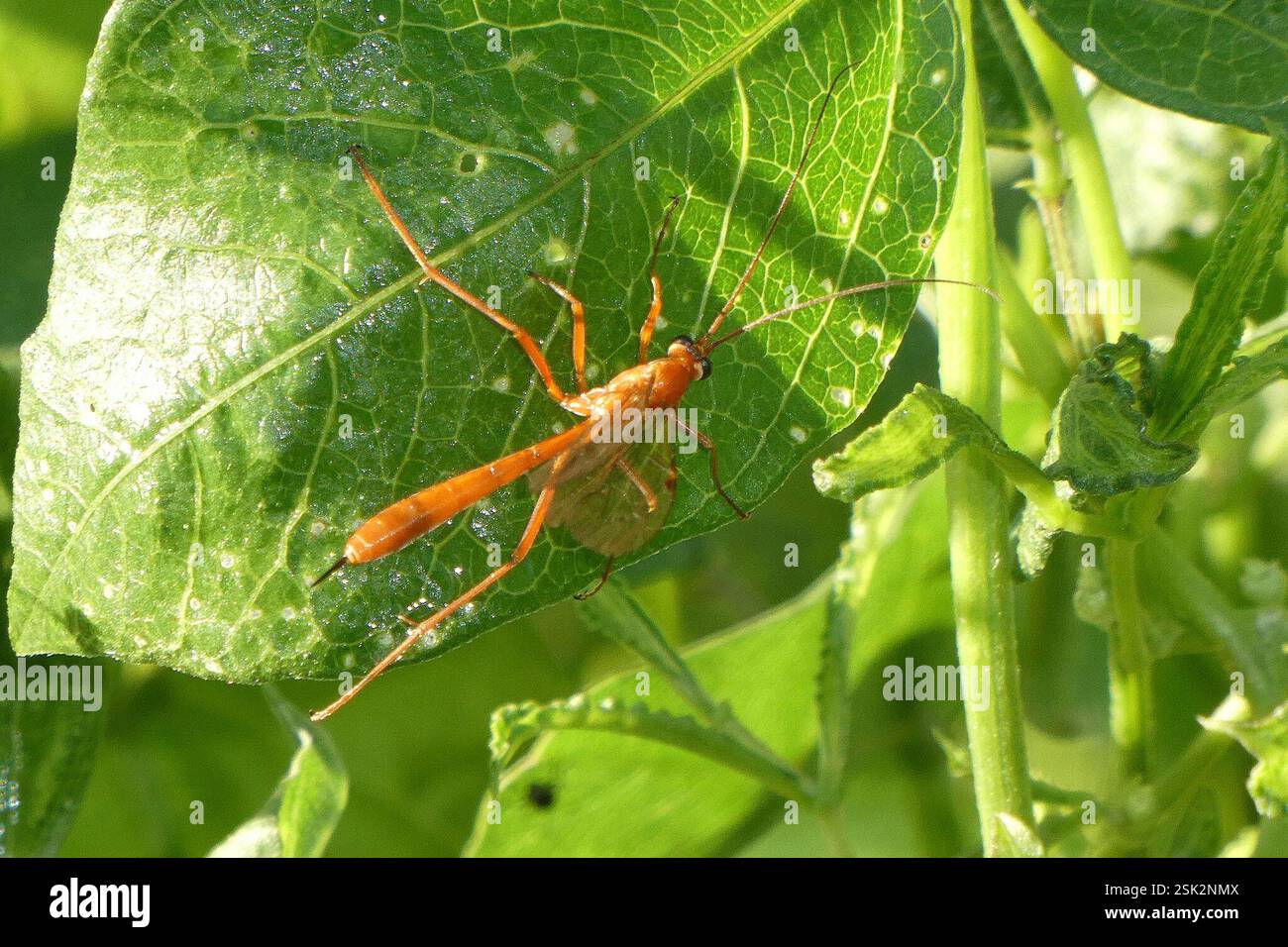 (Netelia), Insecta, Thomas Macleod Park, Sinnamon Park QLD 4073 ...