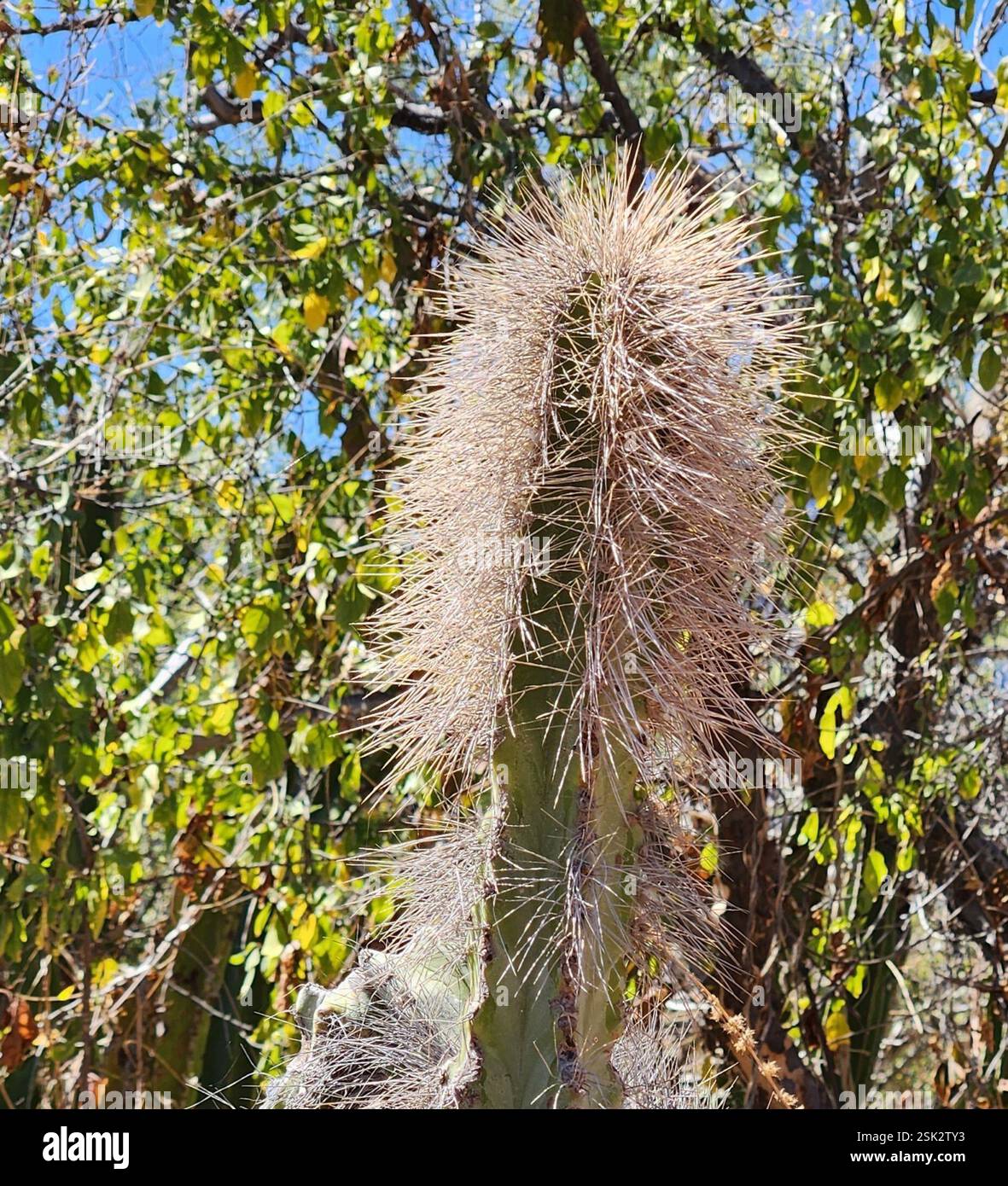 senita cactus (Lophocereus schottii), Plantae, Loreto, MX-BS, MX Stock ...