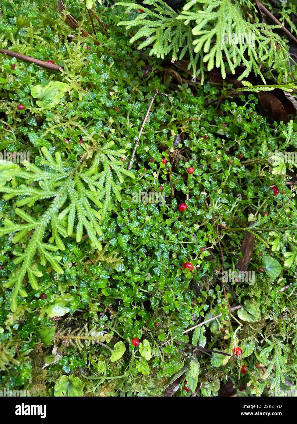 dicots (Magnoliopsida), Plantae, Luzon, Banaue, Ifugao, PH Stock Photo ...