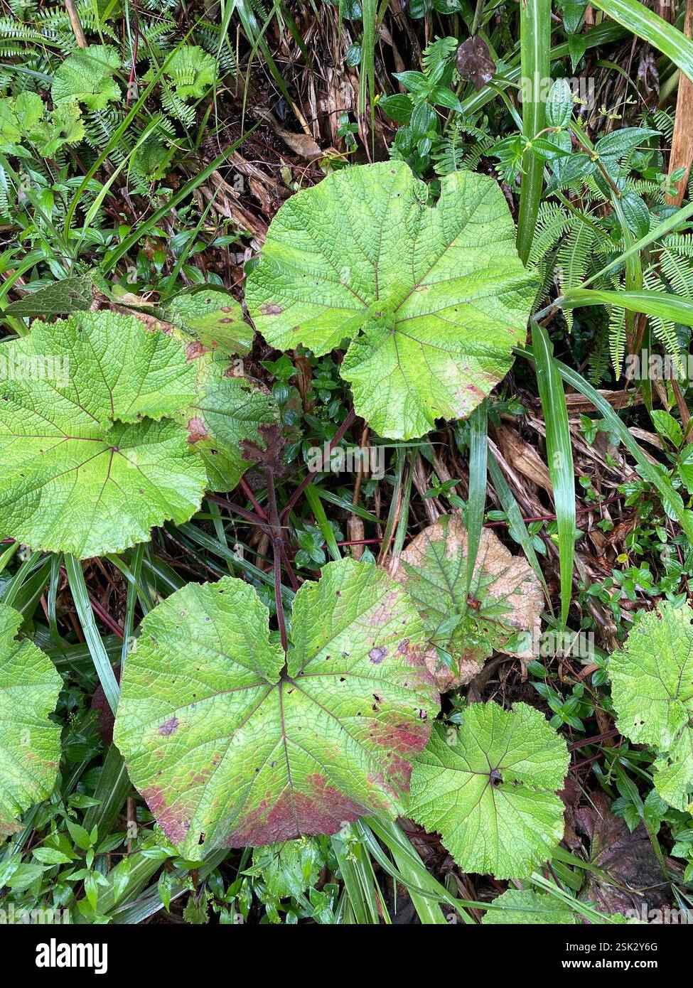 dicots (Magnoliopsida), Plantae, Luzon, Banaue, Ifugao, PH Stock Photo ...