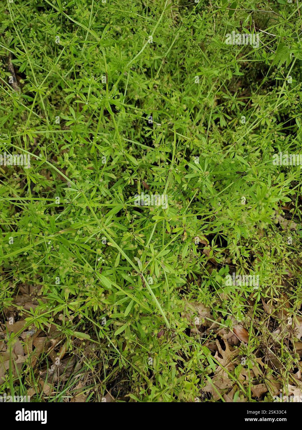 catchweed bedstraw (Galium aparine), Plantae, Dallas Stock Photo - Alamy