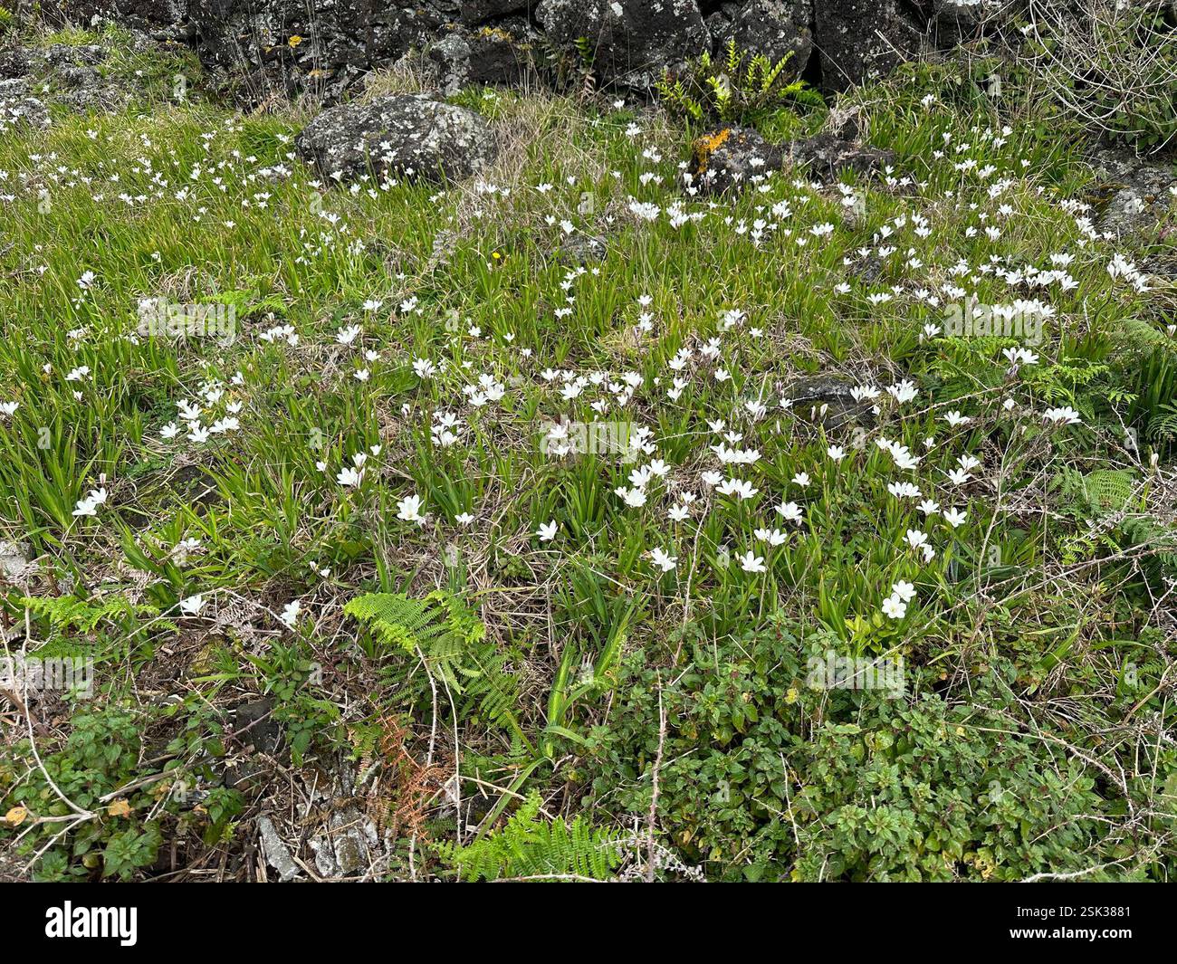 Butter Silklily (Sparaxis bulbifera), Plantae, São Miguel Island, Ponta ...