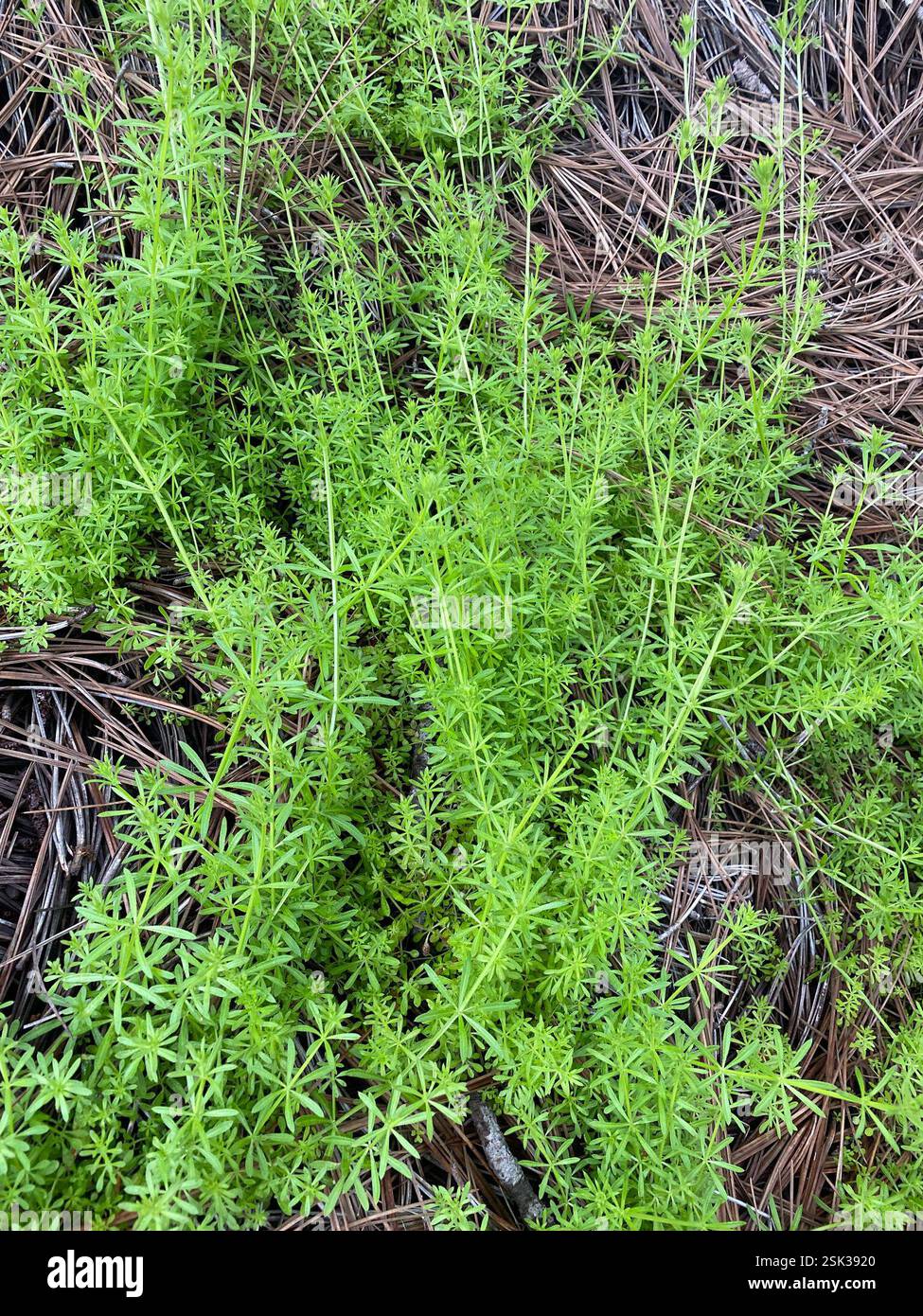 catchweed bedstraw (Galium aparine), Plantae, Crest Canyon Park, San ...