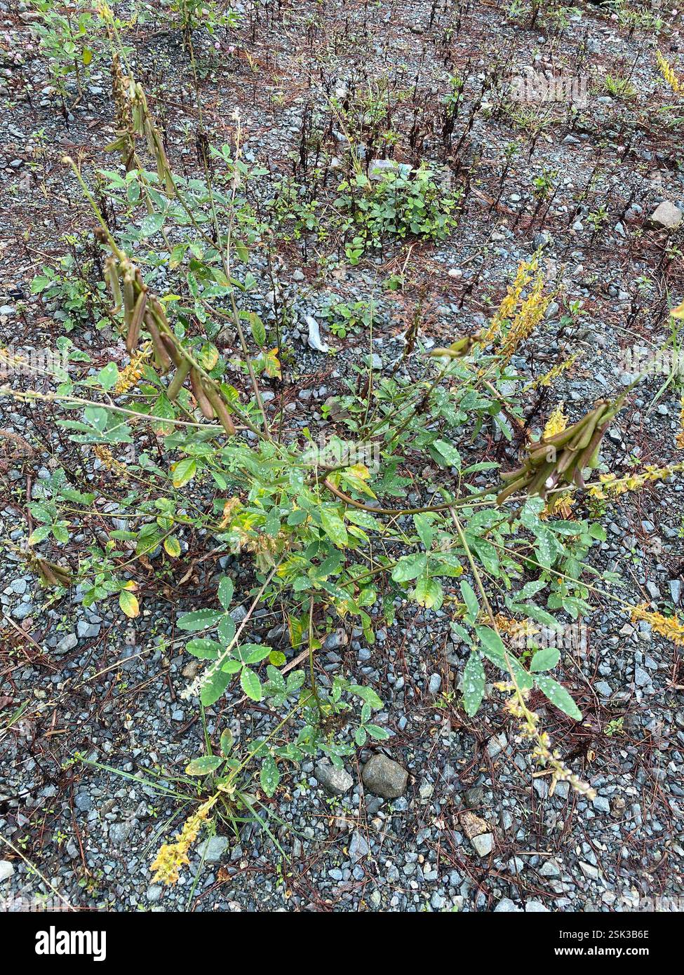 Streaked Rattlepod (Crotalaria pallida), Plantae, Luzon, Bontoc ...
