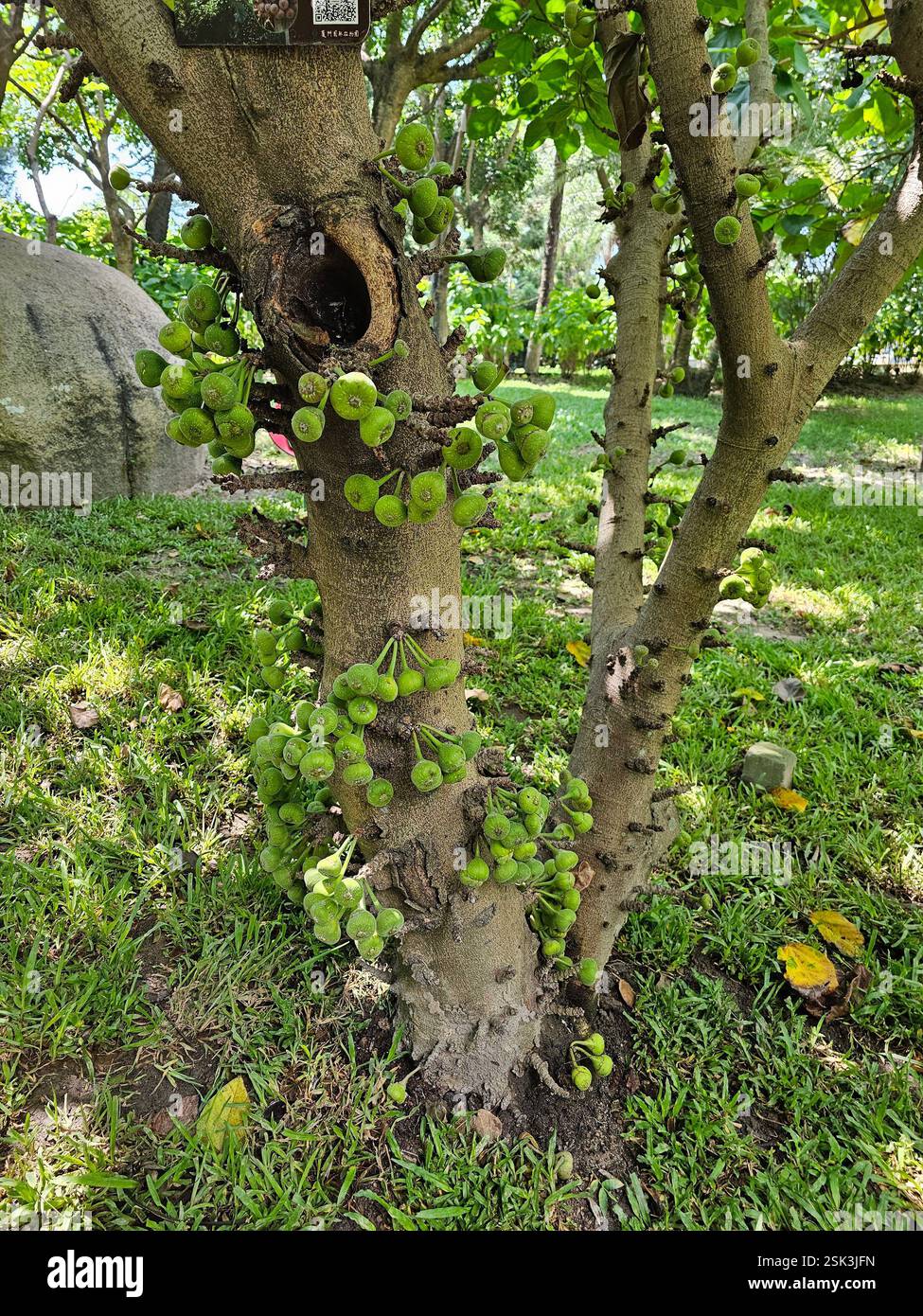 fig tree in luscious green environment bearing many fruit - Smartphone Captured Stock Image