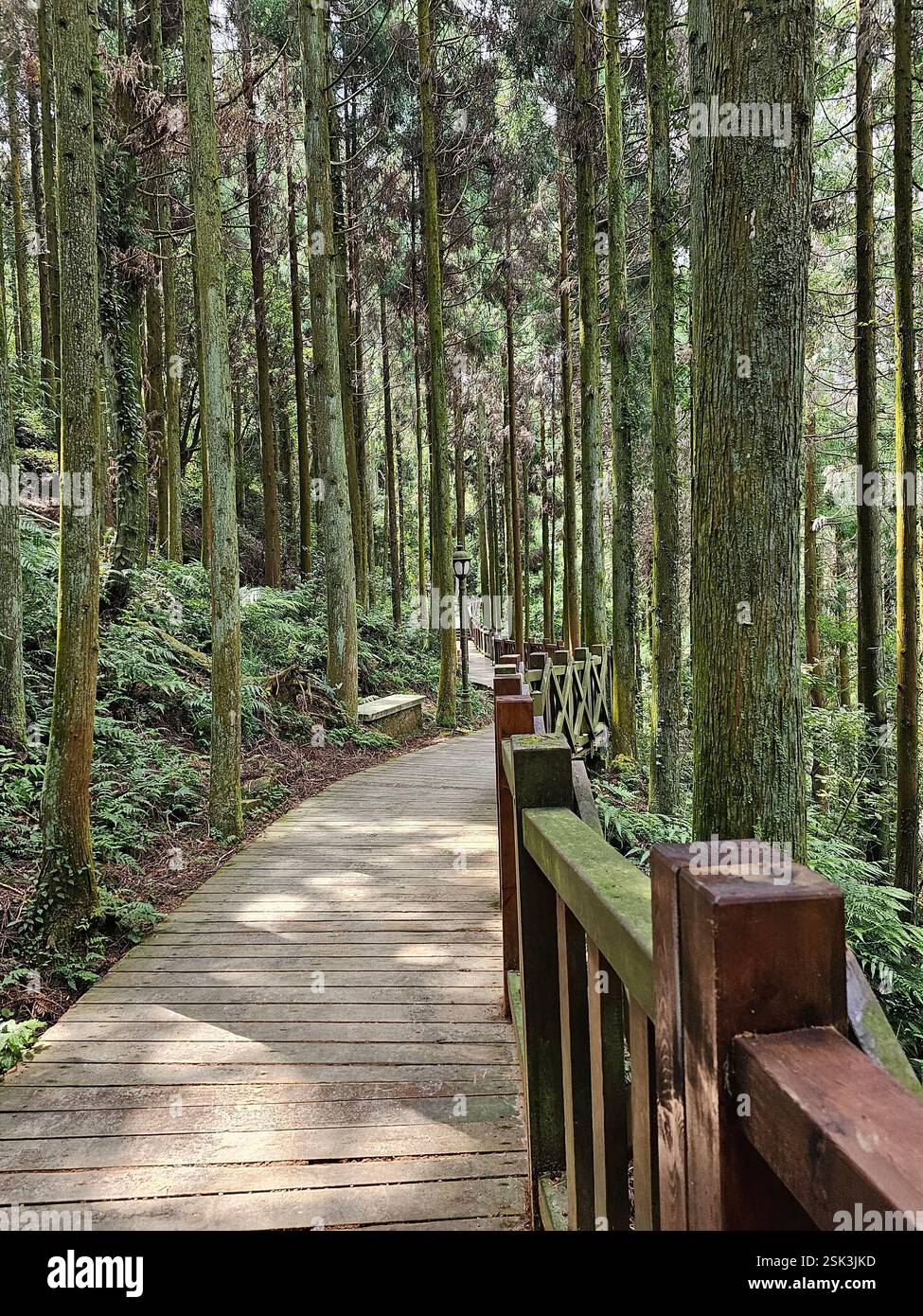 wooden boardwalk running through towering cedar trees in Alishan National Forest Recreation Area in Taiwan - Smartphone Captured Stock Image