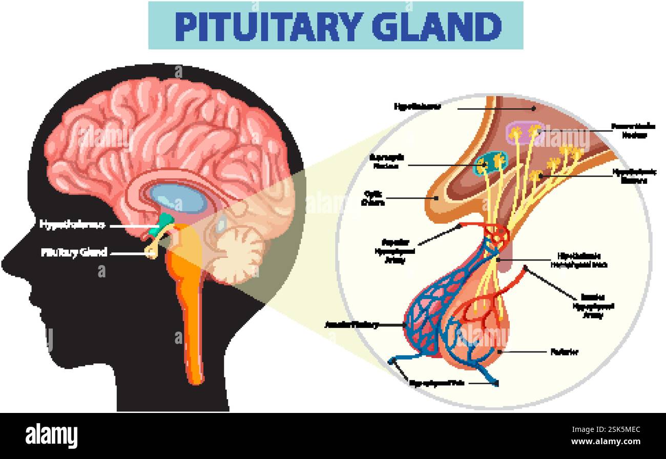 Detailed Diagram Of Pituitary Gland And Brain Structure Stock Vector Detailed Diagram Of Pituitary Gland And Brain Structure Stock Vector