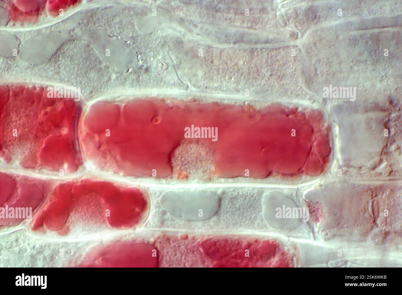 Wheat root meristem. Light micrograph of cells in the meristem region ...