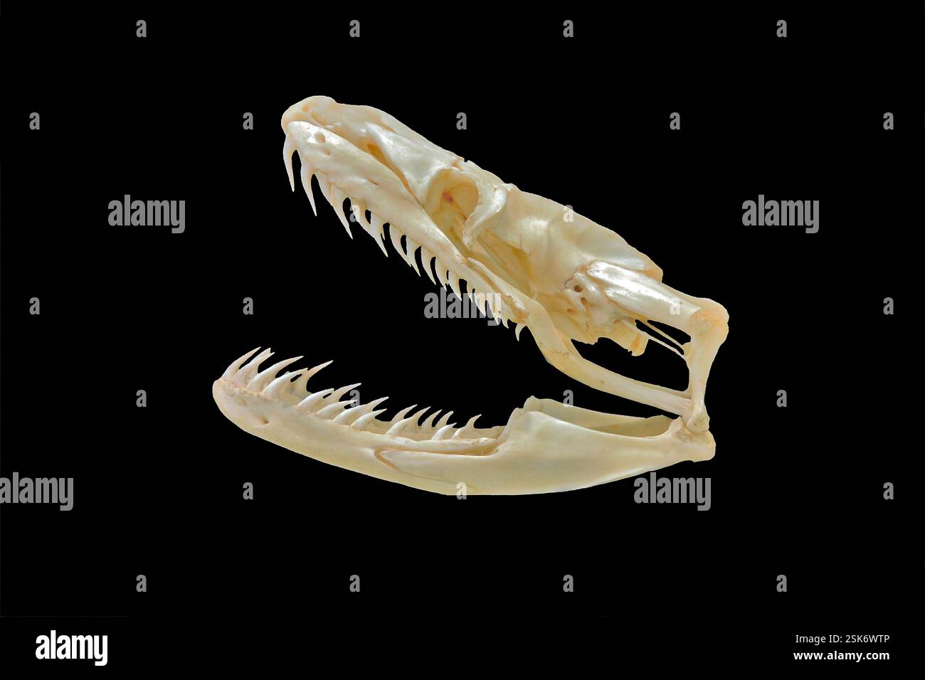 Snake skull. Skull of a python (family Pythonidae), showing its upper and lower jaws, and sharp teeth. Stock Photo