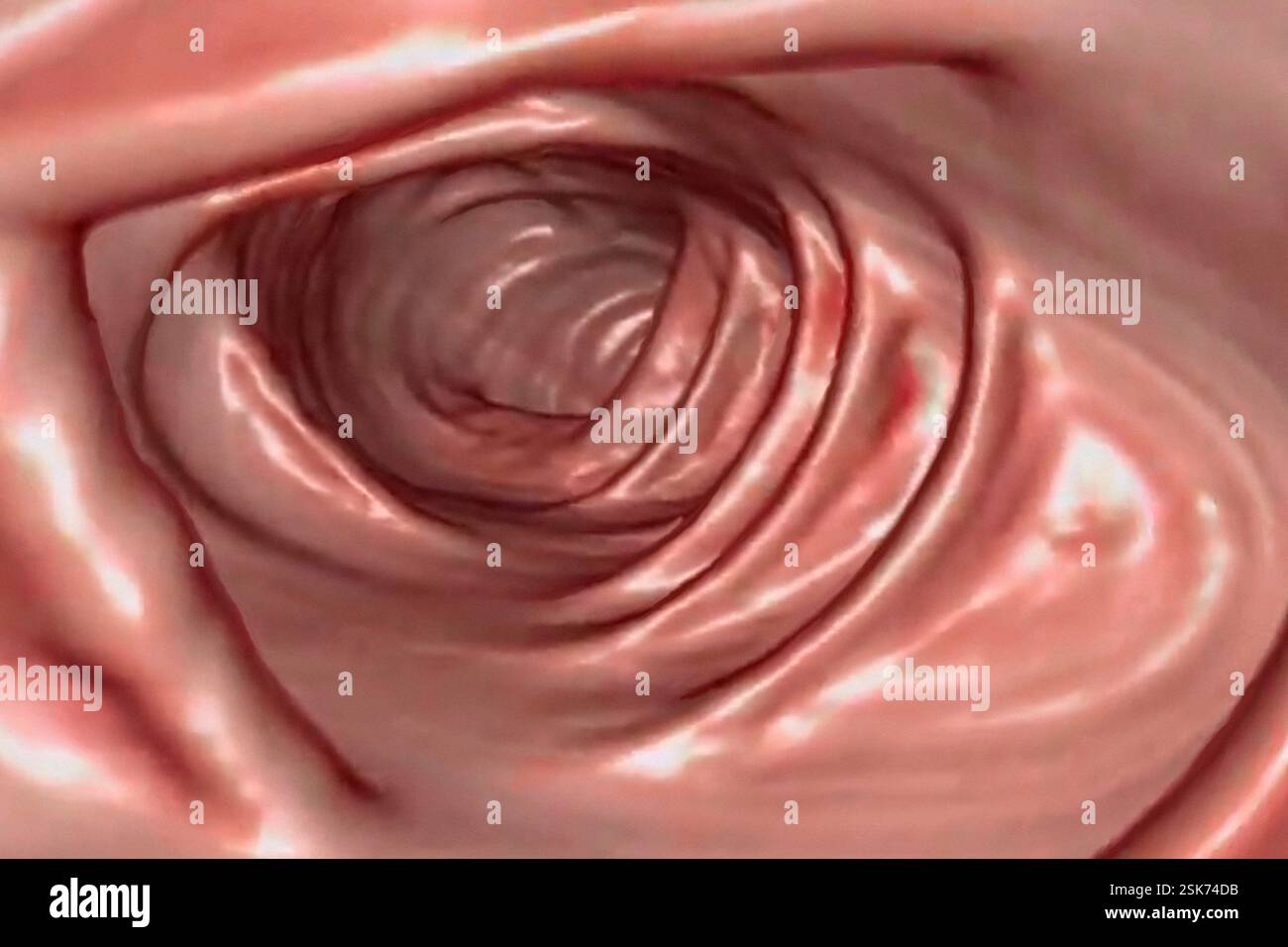Normal colon. Coloured 3D endoscope view of a healthy colon, or large ...