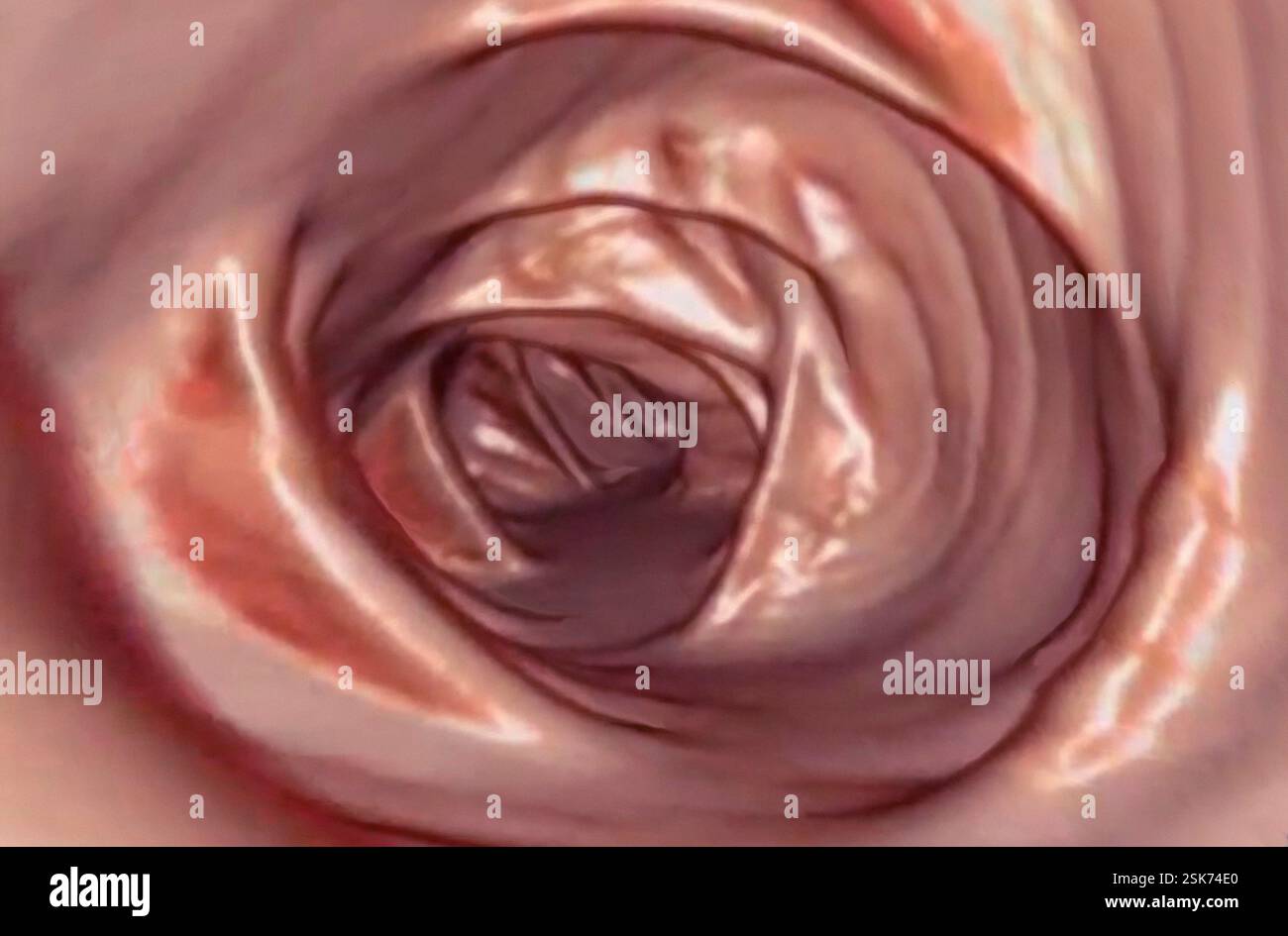 Nice Normal Colon Normal colon. Coloured 3D endoscope view of a healthy colon, or large ...