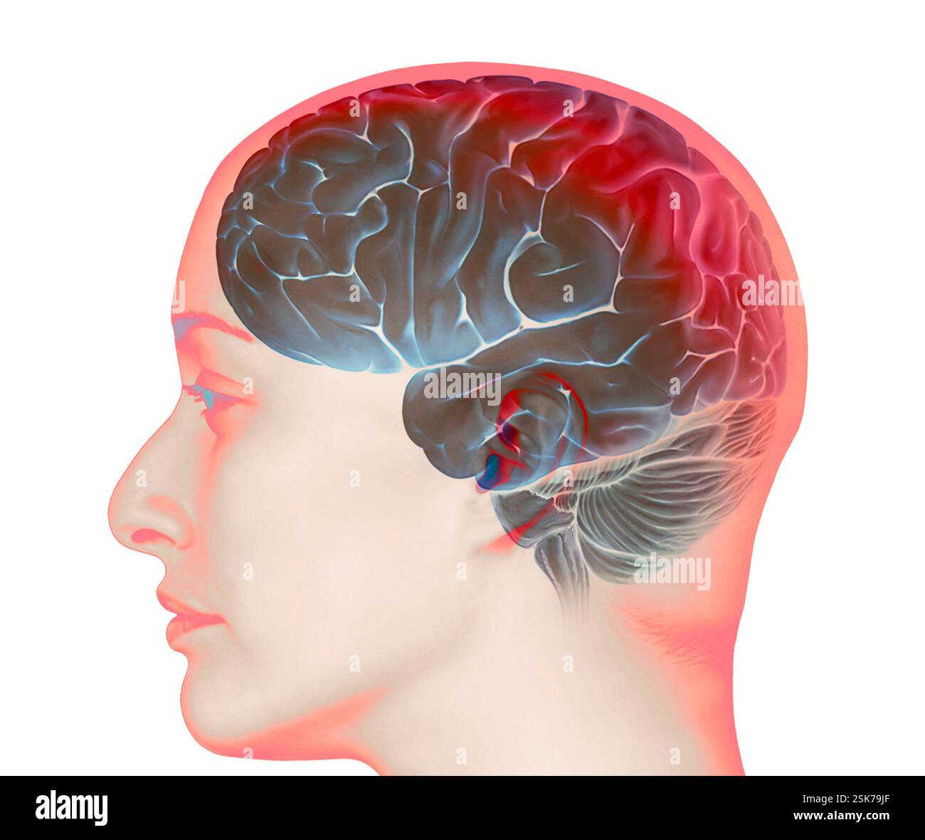 Inside Brain Real Human brain. Coloured three-dimensional (3D) Magnetic Resonance Imaging ...
