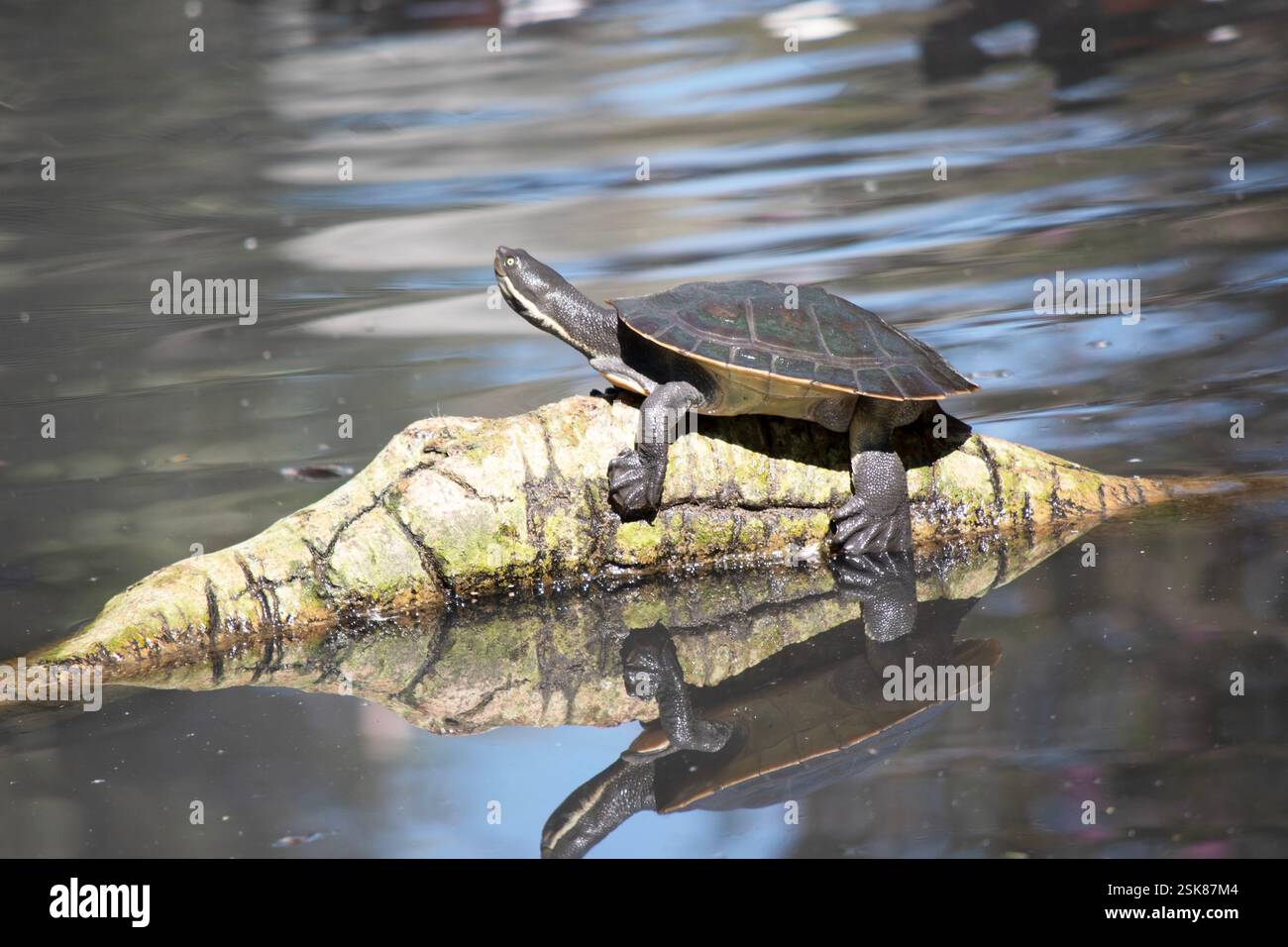 Below the neck hi-res stock photography and images - Alamy